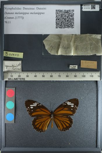 Media type: image;   Entomology 165780